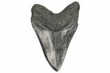 Fossil Megalodon Tooth - South Carolina #187682-2